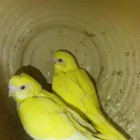 مرغ عشق سرلاکی انگلیسی رینبو اسپانگل گریدB|پرنده|ایرانشهر, |دیوار