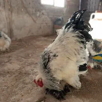 مرغ خروس برهما لایت غول پیکر