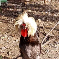 فروش مرغ وخروس  کاکلی لهستانی