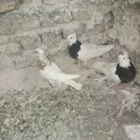 سه عدد طوق سیاه سالم و سرحال|پرنده|فردوس (خراسان), |دیوار