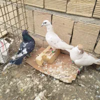 کفتر پرشی|پرنده|مشهد, امیر آباد|دیوار