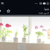 ۵عددگلدان بزرگ باگل چ۵عدد گلدان کوچک سرامیکی|گل مصنوعی|تهران, جنت‌آباد شمالی|دیوار