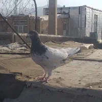 تیدی|پرنده|همدان, |دیوار
