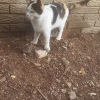 واگذاری گربه|گربه|اهواز, شهرک دانشگاه|دیوار