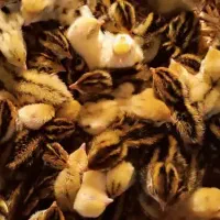 جـوجـه بلدرچین7 روزه تا 9 روزه