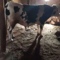 حیوانات|حیوانات مزرعه|خواجه, |دیوار