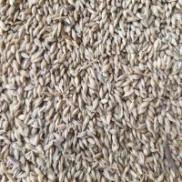 جو خارجی|عمده‌فروشی|آباده, |دیوار