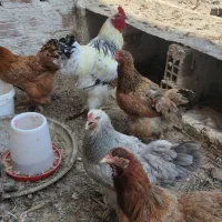 مرغ و خروس برهما اصل وارداتی