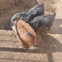 سه عددبزغاله مناسب