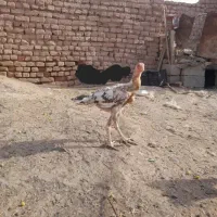 خروس لاری