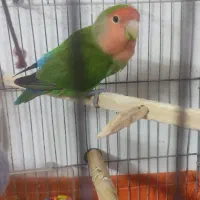 طوطی برزیلی