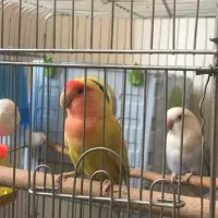 طوطی برزیلی|پرنده|سنقر, |دیوار