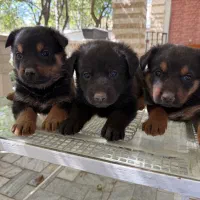 توله سگ رتوایلر