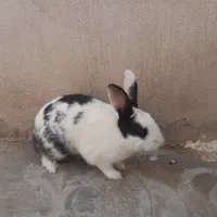 خرگوش|موش و خرگوش|سیرجان, |دیوار