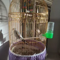 عروس‌هلندی‌باقفس‌طلایی‌ایستاده