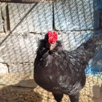 خروس گلین سیاه ریشی چهلتاج. و مرغ طوسی ریشی چهلتاج