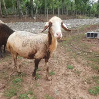 گوسفند ماده و نر سراوان