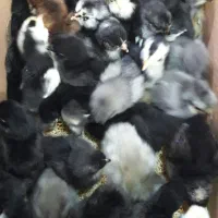 جوجه مرغ زینتی (گلین لری وبرهماوکوشین وآیسباراصل)|حیوانات مزرعه|سیاهکل, |دیوار