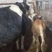 گاو گوساله
