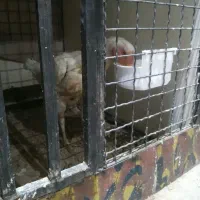 مرغ لاری تخم گذار