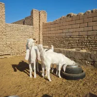 بزگلابی اصیل|حیوانات مزرعه|تربت جام, والفجر|دیوار