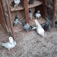 کبوتر پرشی مسابقه ای سالم و سر حال ۱۸عدد فروش یکجا