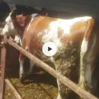 فروش گاوقربانی