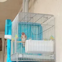 سهره نر زیبا کشید  نقاب دار