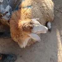 بره چاق برای کشتار