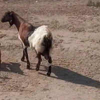 بز (تکه) با بز شیری|حیوانات مزرعه|گمیشان, |دیوار