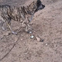 سگ ۳ساله نر|سگ|سبزوار, کهنه آب|دیوار