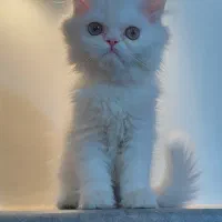 بریتیش لانگ هیر