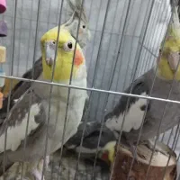 4عدد عروس هلندی خوشگل باهوش