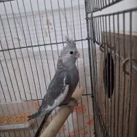 عروس هلندی وایت فیس|پرنده|دره شهر, |دیوار