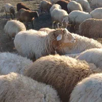 بره نر گوشتی واسه قربانی|حیوانات مزرعه|اردبیل, |دیوار