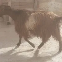 بز وکهره شیری