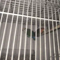 جفت طوطی برزیلی|پرنده|کازرون, |دیوار