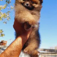 سگ پامر خرسی|سگ|بجنورد, |دیوار