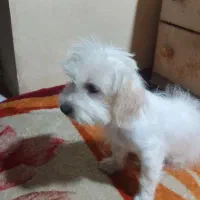 سگ شیتزو جنسیت نر|سگ|ری, اقدسیه|دیوار