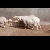 میش آبستن|حیوانات مزرعه|کاشمر, |دیوار