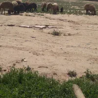 میش استاق۸تاچندتاشیره دار وزن۳۱۸ گذلی درشت ۲تاکاور