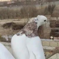 کبوتر طوقی ، هفت رنگ،گرگی ، بد رنگ|پرنده|اصفهان, محمودیه|دیوار