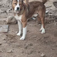 سگ گله|سگ|دلیجان, |دیوار