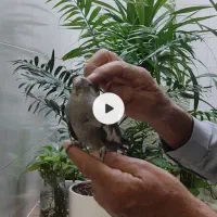 یک جفت عروس هلندی|پرنده|شاهین‌شهر, خانه کارگر|دیوار