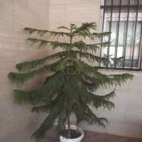 گل کاج مطبق