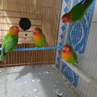 طوطی برزیلی جفت