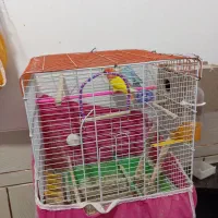 کوتوله برزیلی|پرنده|فولادشهر, زاینده رود|دیوار