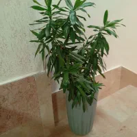 گل های آپارتمانی