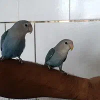 کوتوله|پرنده|فولادشهر, زاینده رود|دیوار