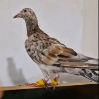 کبوتر هفترنگ  خطی